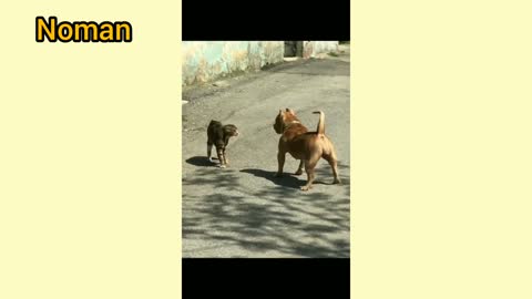Pitbull dog vs cat
