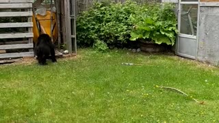 Bear Plays in Wood Shed