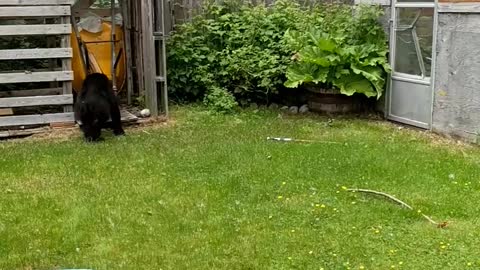 Bear Plays in Wood Shed