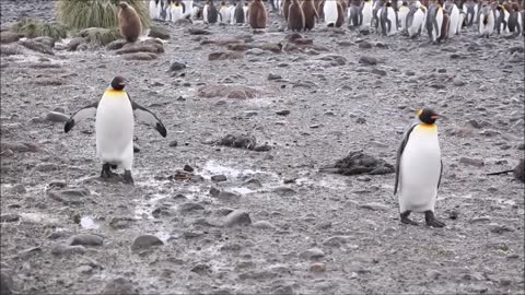 penguins playing for kids.