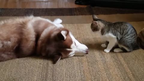 Cat Plays With Shy Husky