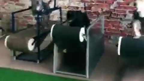 Amazing dogs training indoor, this is so good and funny at same time