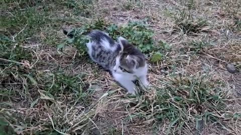 Cute little kittens are playing. Funny kittens are fighting.