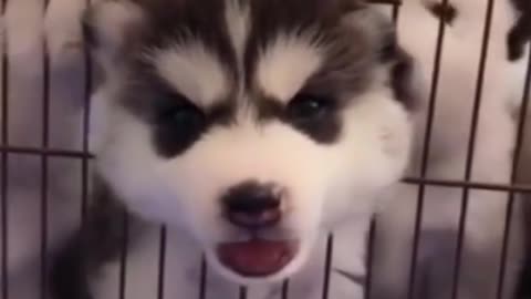 Funny Dogs| cute dogs | cute puppys |#shorts #viralvideo #rumblecreator #rumble #animals #dogs