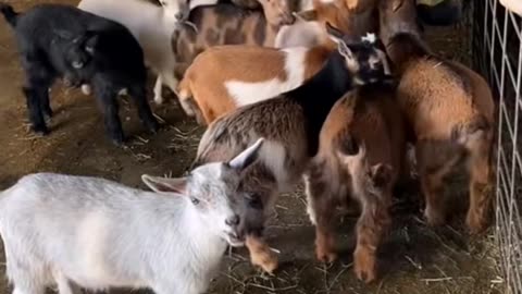 #minigoat #farmlife