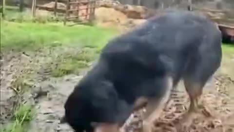 Canal Making Funny Dog