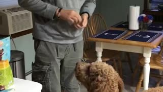 Finger gun shoots curly haired dog