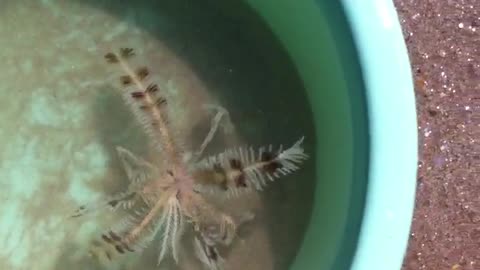 Sea creature - Feather Star washed up on shore.