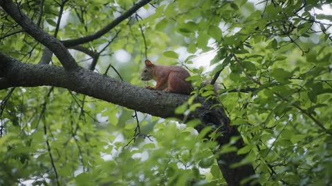 Squirrel sitting on a tree in a park