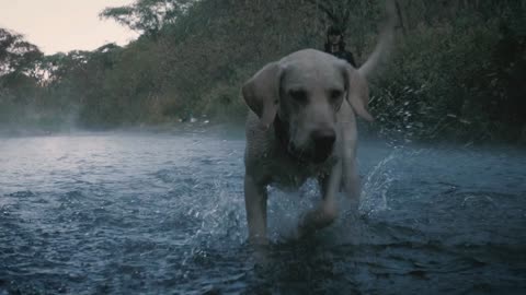 Dog and owner playing with a ball in a creek.