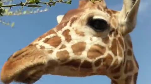 Giraffe