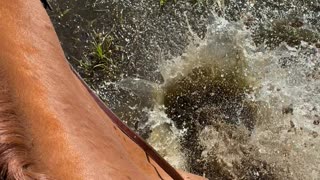 Playful Horse Splashes Through Puddle