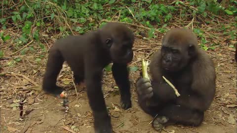 fun facts about gorillas
