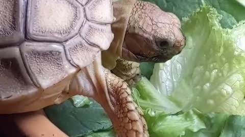 Baby Tortoises