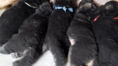 Mother dog is feeding to 6 puppies - Really cute Puppy