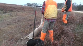 Hunters Save a Deer that's Caught in a Barbwire Fence