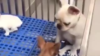 A dog being bullied by his peers