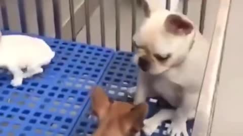 A dog being bullied by his peers