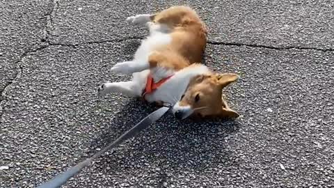 Hilarious Dog is bored of walking