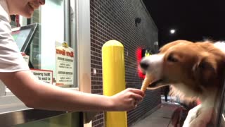 Doggo Eviscerates Ice Cream Cone