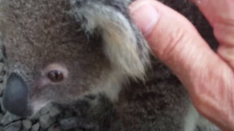 Koala baby rescue-10