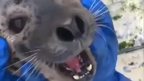 Funny seal 🦭 Video 📹 funny 😄 😆 🤣 😀