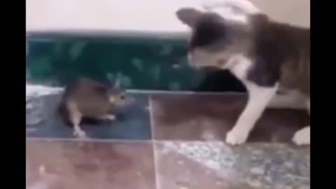 Cat and mouse funny video 😂😂😂