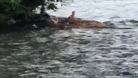 Determined Deer Swim across Lake