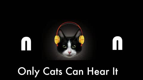 Only cat hear