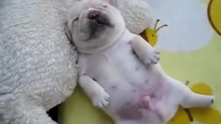 Cachorro de Bulldog Francés duerme del modo más adorable que puedas imaginar