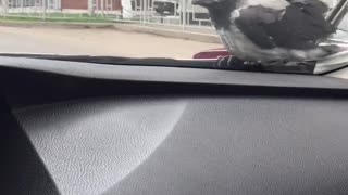 Bird The Hitchhiker