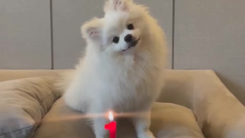 Cute dog birthday party
