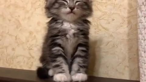 Adorable Adopted Kitten Tries Not to Sleep