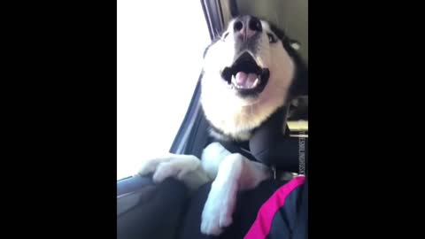 Cant stop laughing at these huskys!!!