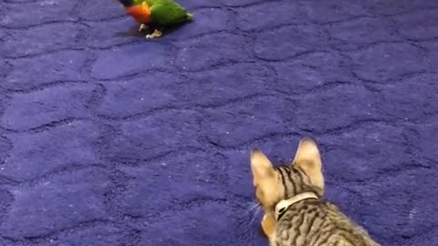 cat with parrot