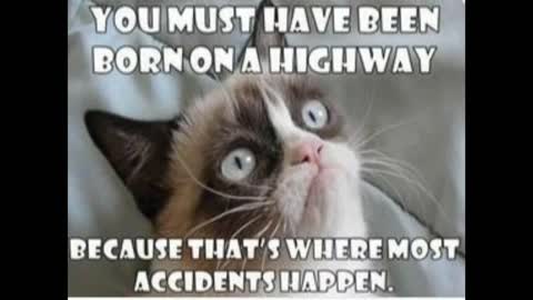 Grumpy Cat Memes