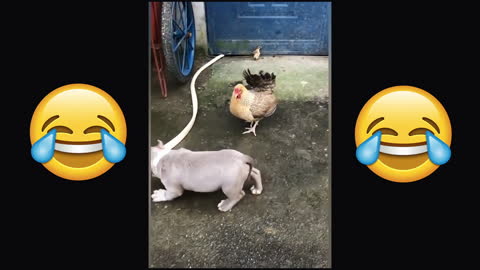 Hen defends her little chicken