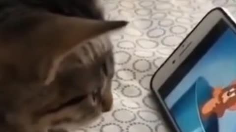 Video of funny kitten taking ice cream