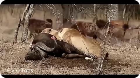 Lions VS Hyenas Epic Battle