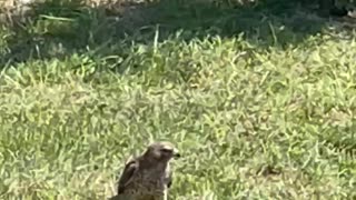 Feeding hawk an anole