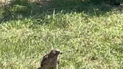 Feeding hawk an anole