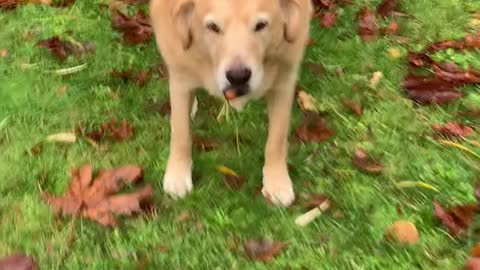 Cheeky Dog Caught Stealing Carrots