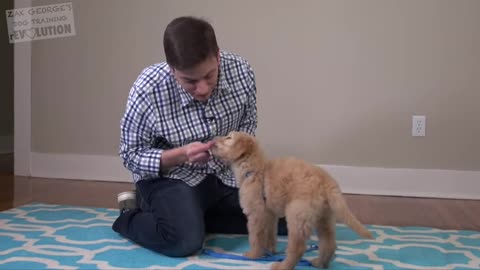 Easy things to teach your New PUPPY - How to train your best friend