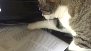 Cat getting pages out of printer