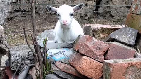 Pygmy Goat Looking Cute
