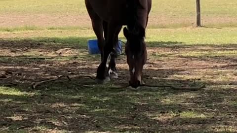 Devon see decided that was his stick of choice today 😂