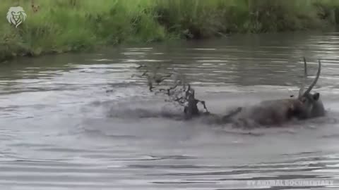 Mother Giraffe kicks Lion Head very hard to save herself| Harsh life of Wilding Animals