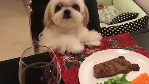 Dog waiting for dinner at the dining table