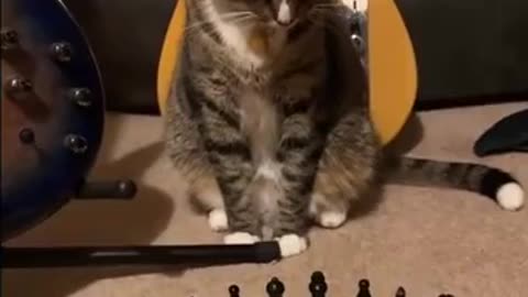 Chess Grandmaster Kitty 🤣😂