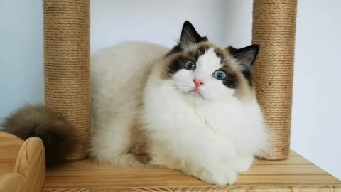 cute cat